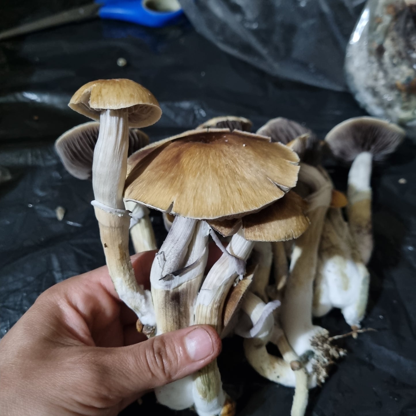 Mazatapec