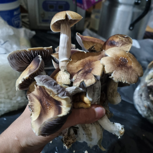 Mazatapec